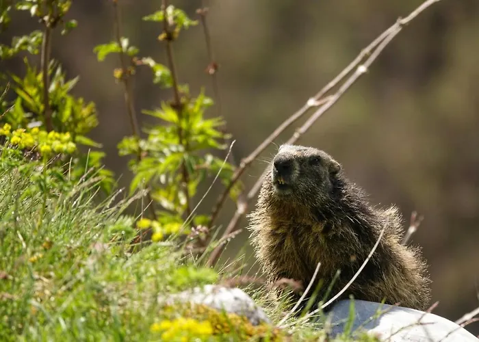 L’éterlou Au Pied Des Pistes, Vue Montagne